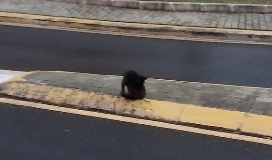 Gato callejero en la mediana de una vía de Xàtiva.