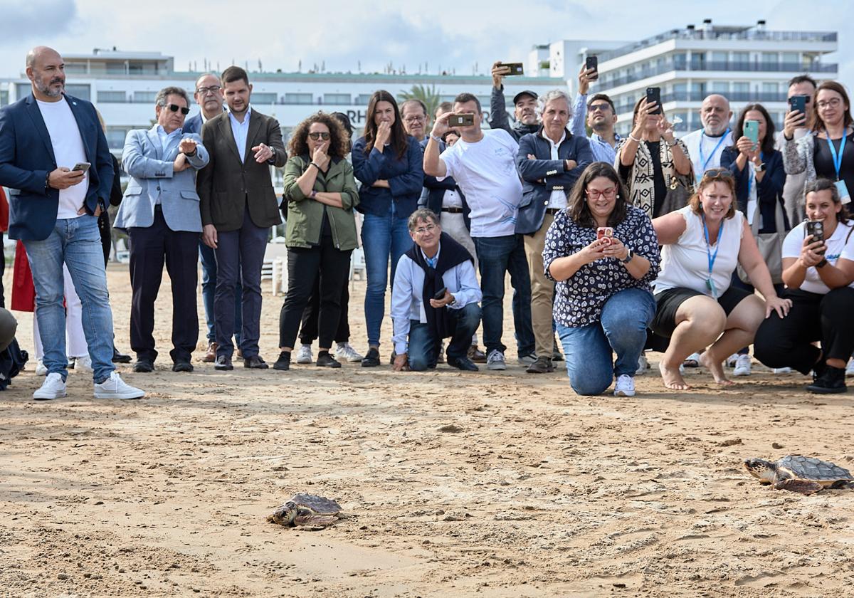 Suelta de tortugas en Gandia.