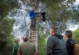 Instalación de trampas contra el tomicus