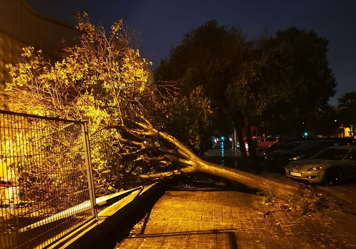 Imagen principal - Un árbol caído sobre una valla y situación en Carlet.