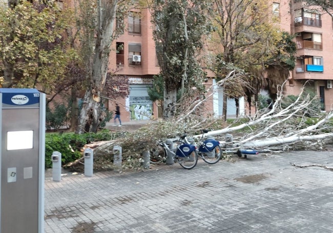 Árbol caído sobre unas bicicletas, en la calle Rubén Darío.