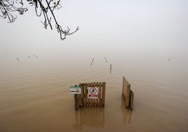 Estado del lago de la Albufera, en la Gola de Pujol.