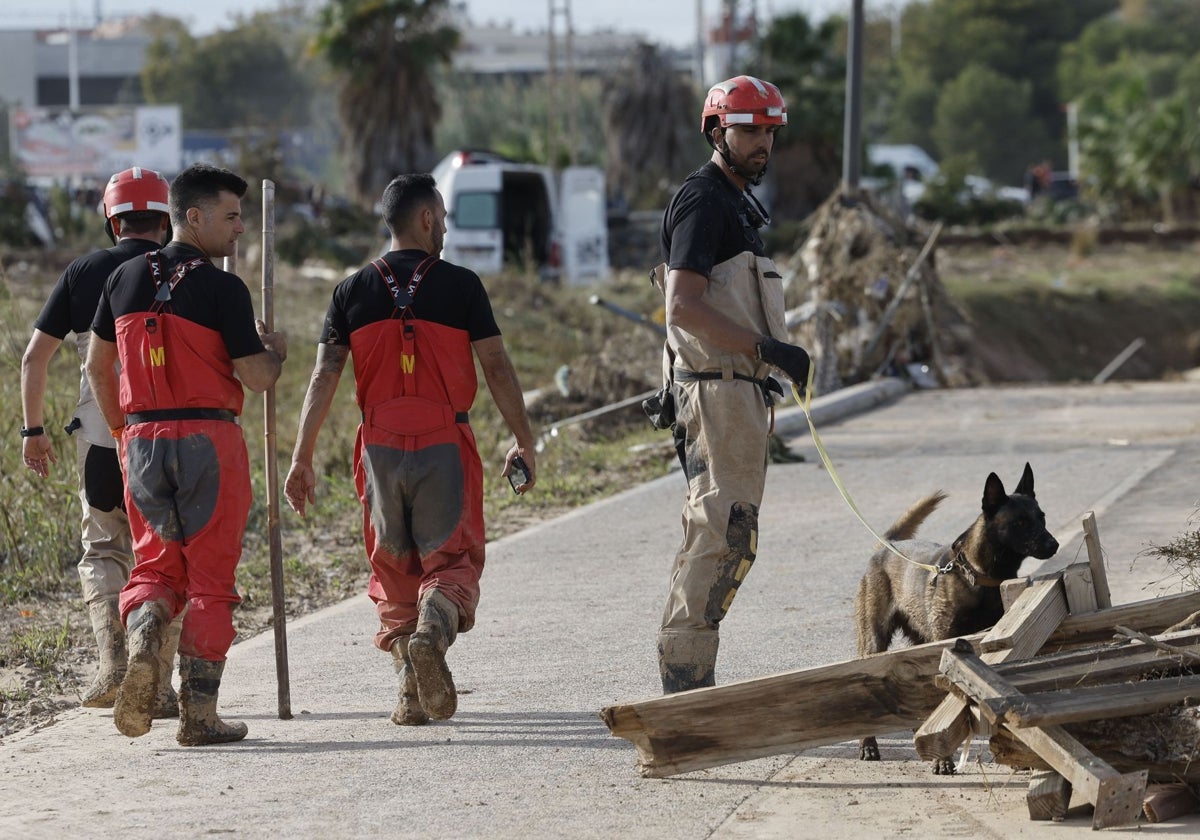 Un perro rastrea entre los escombros a posibles víctimas.