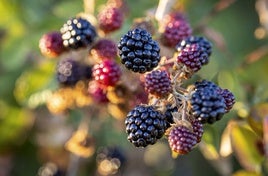 Detalle de moras silvestres.