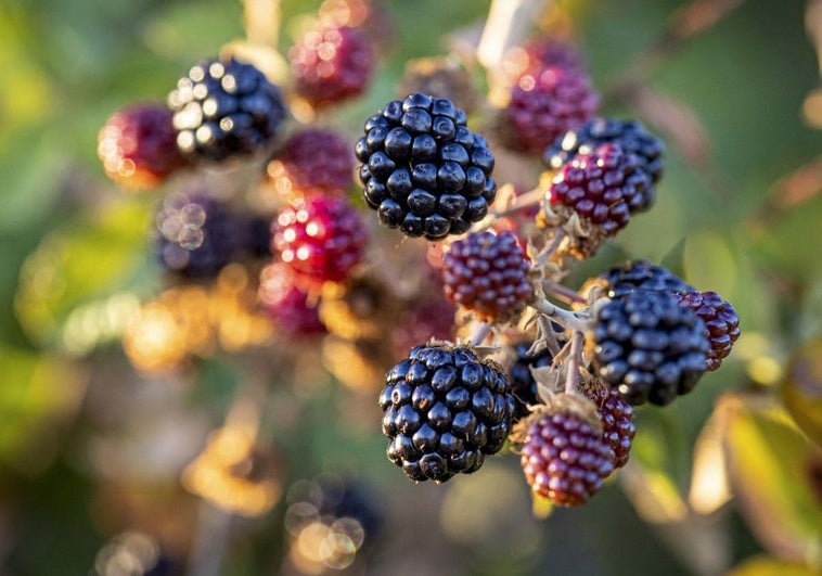 Detalle de moras silvestres.