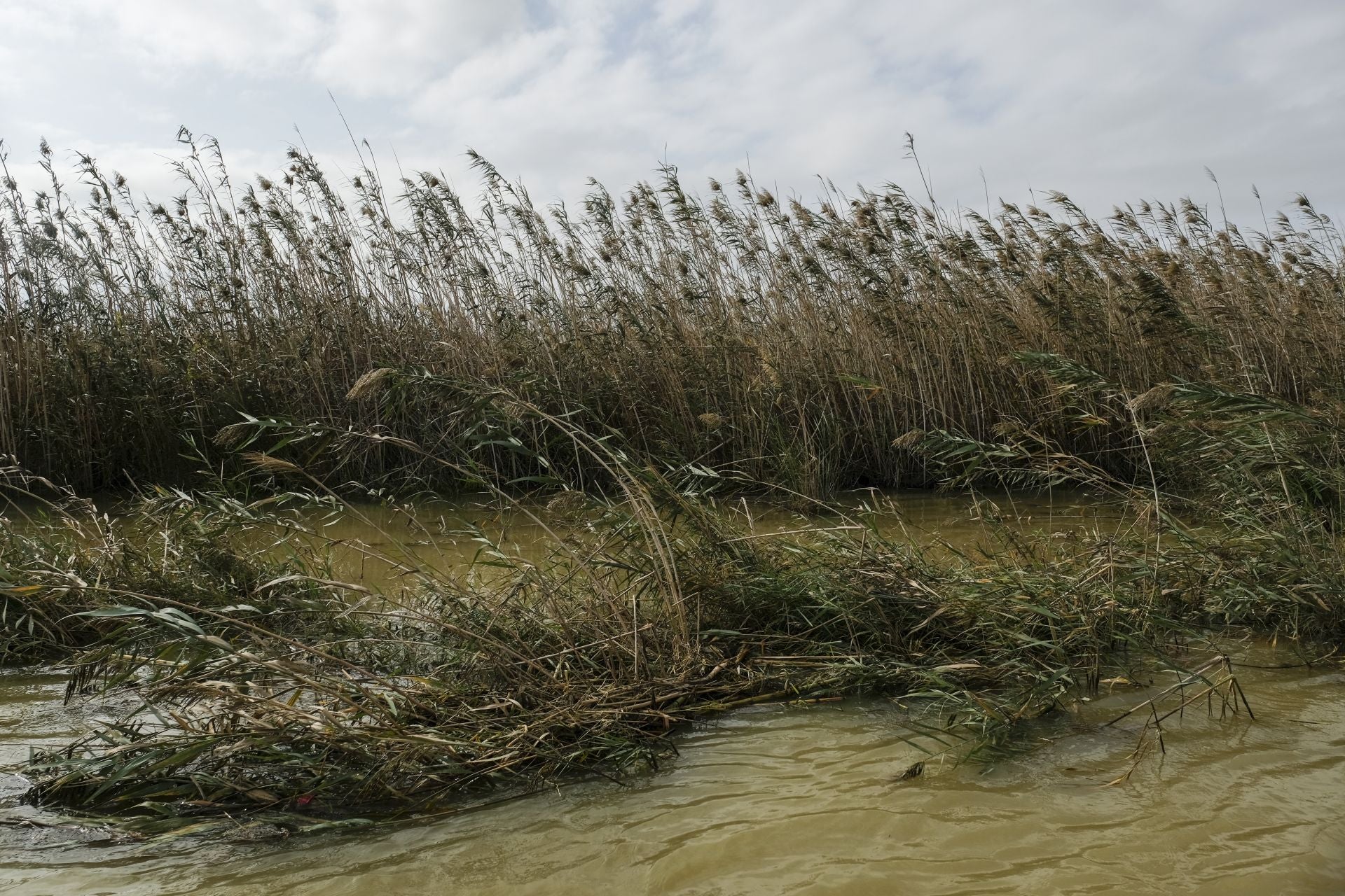 Pescadores y barqueros ayudan a peinar La Albufera en busca de cadáveres