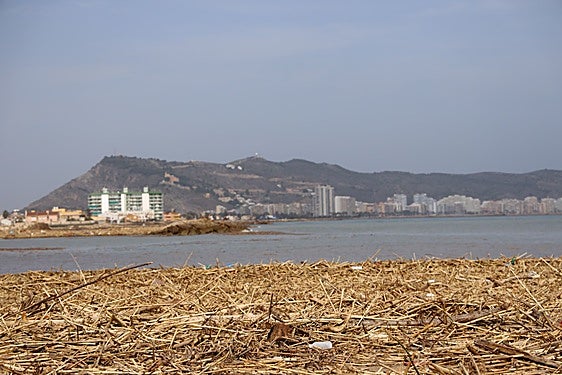 Litoral de Cullera lleno de cañas y basura.