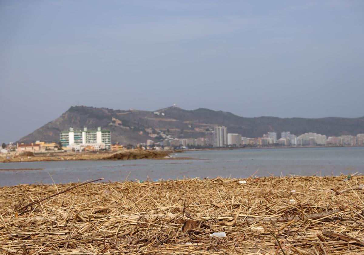 Litoral de Cullera lleno de cañas y basura.