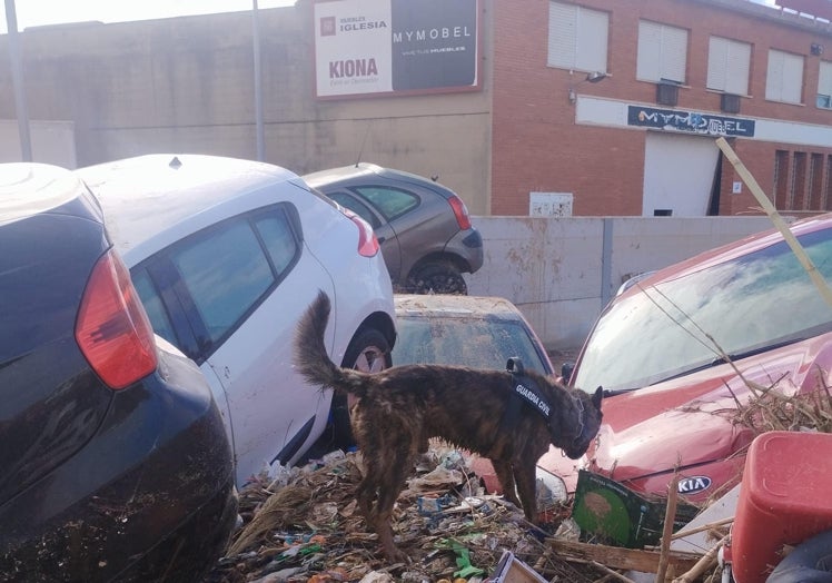 Un perro busca restos humanos tras la DANA.