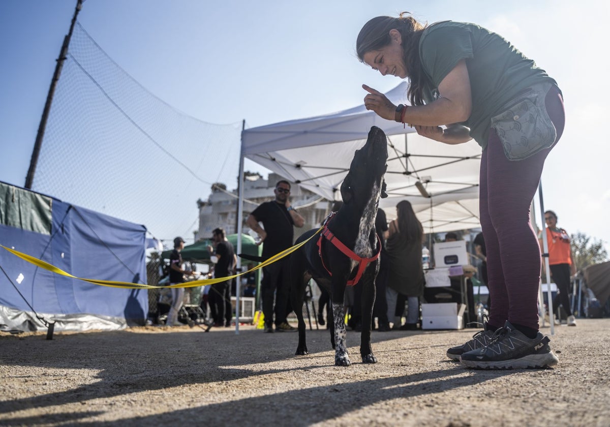 Una voluntaria con un perro en el campo de fútbol de Benimaclet.