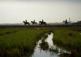 Policía Nacional a caballo, en la Albufera.