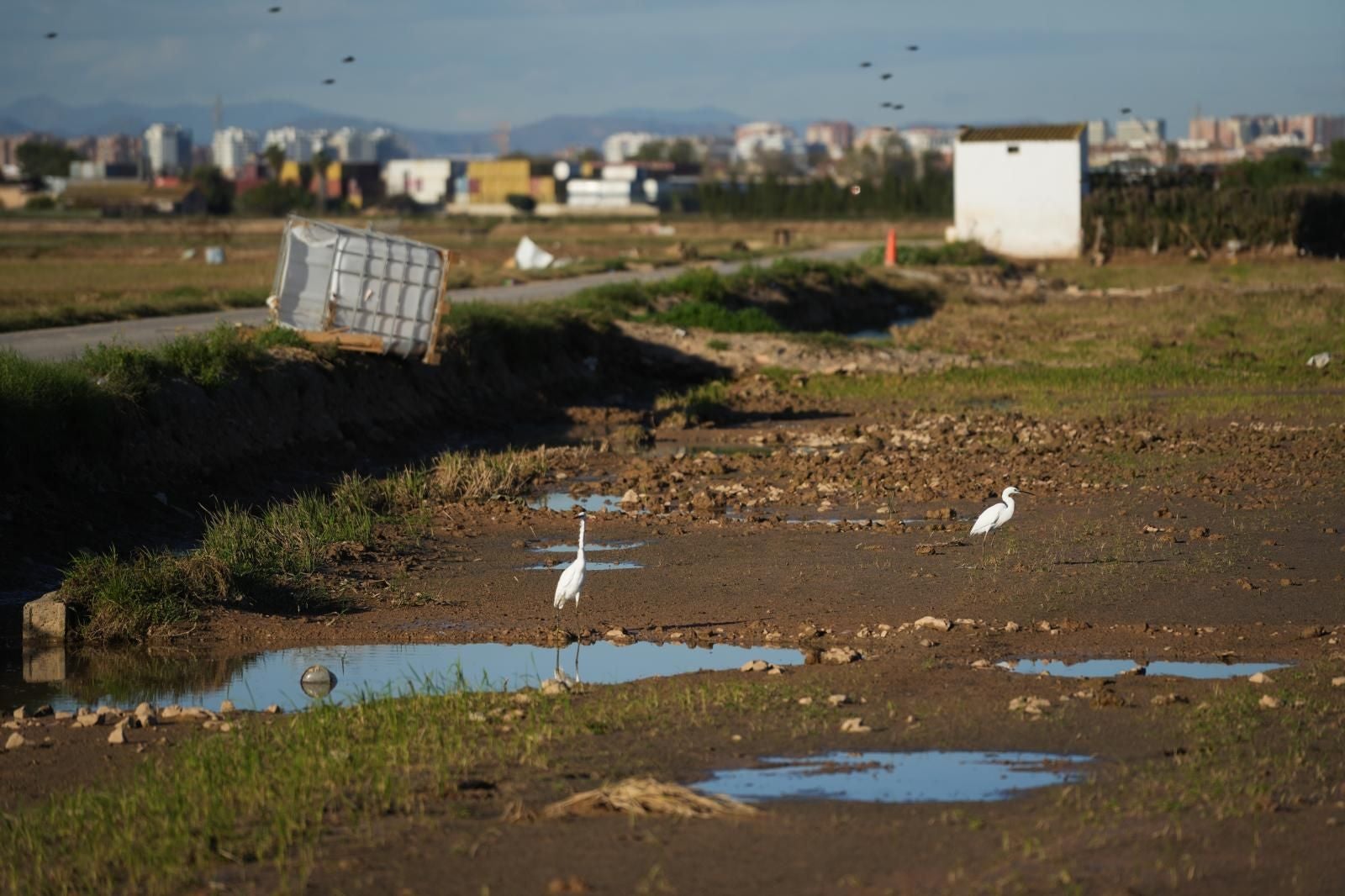 Así está la Albufera de Valencia tras el paso de la DANA