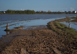 Así está la Albufera de Valencia tras el paso de la DANA