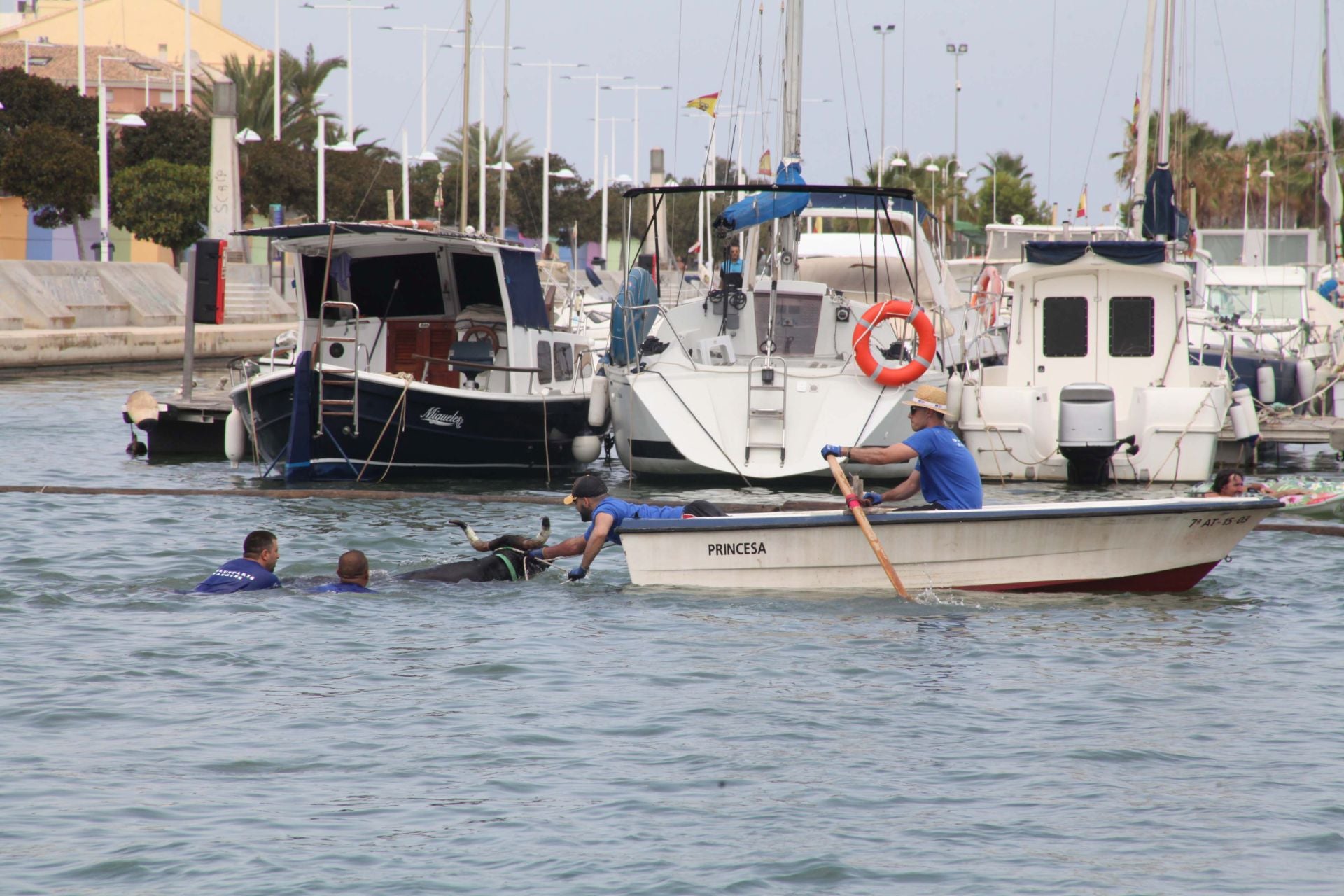 El rescate de uno de los toros tras caer al agua en los bous a la mar de Dénia.