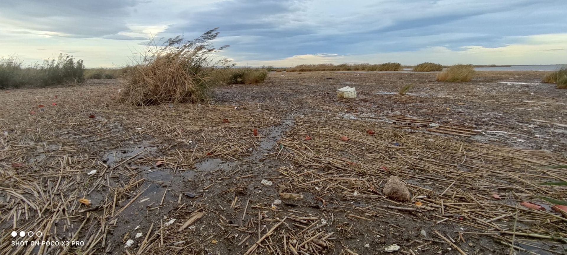 Residuos arrastrados por la DANA en la Albufera