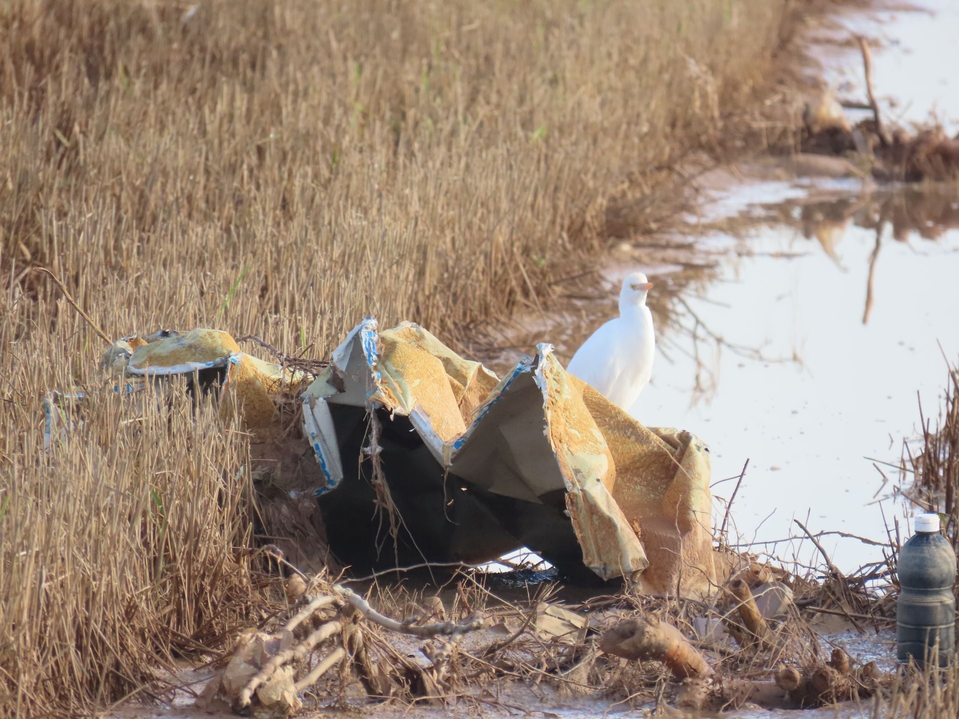 Residuos arrastrados por la DANA en la Albufera