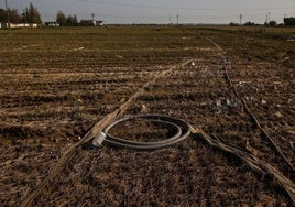 Estado de los campos de arroz en la Albufera.