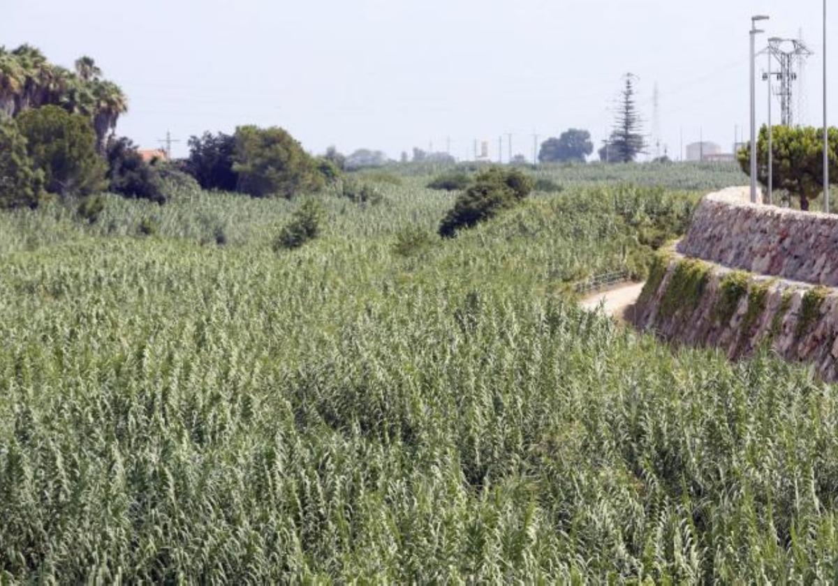 Vegetación. Izquierda, lecho de un barranco repleto de cañas. Derecha, troncos, ramas y cañas sobre la pilastra de un puente tras la riada. En algunos casos hicieron tapones y barreras, lo que contribuyó a incrementar los daños en puentes y a su alrededor.