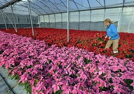 Un invernadero repleto de macetas con Flor de Pascua.