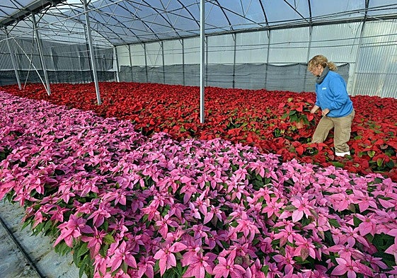 Un invernadero repleto de macetas con Flor de Pascua.