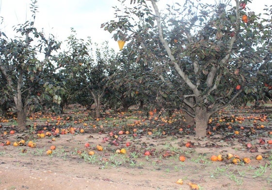 Campo de caquis, afectado por la dana.