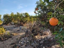 Árboles arrancados por el agua.