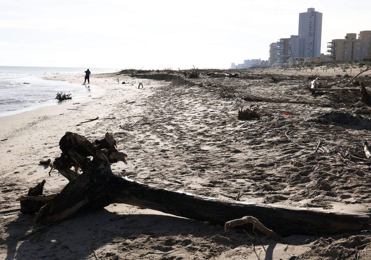 Imagen principal - Playa de El Perellonet con troncos de árbol, vigas de casa y peces muertos.