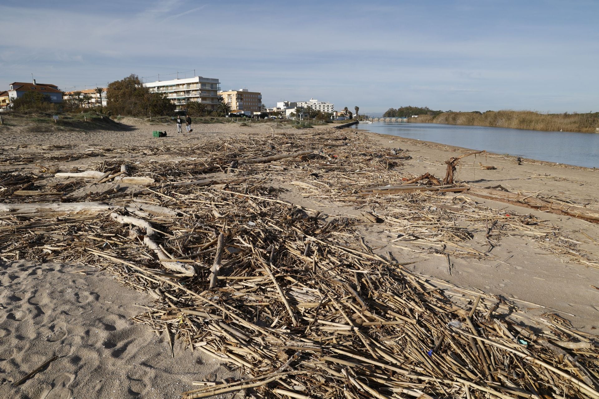 Cañas y troncos, varados en las playas del sur de Valencia