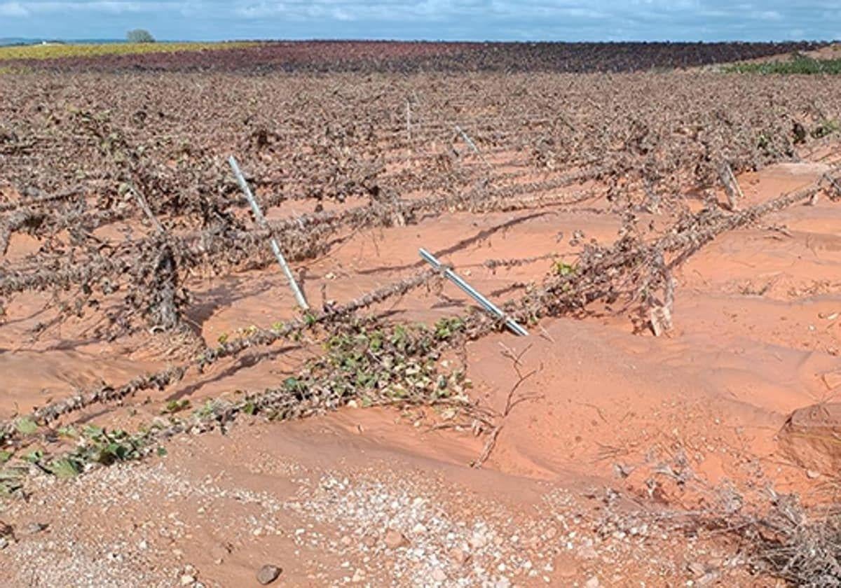 La burocracia deja en el aire a muchos titulares de explotaciones agrarias