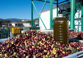 Una garrafa de aceite sobre cientos de aceitunas.