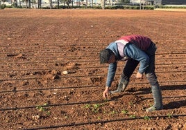 Agricultor trabajando.