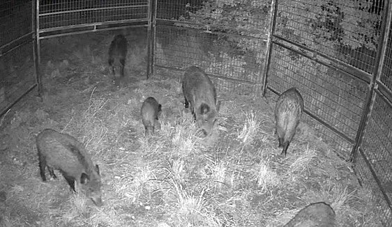 Las jaulas de Dénia permiten atrapar 72 jabalíes en tres meses