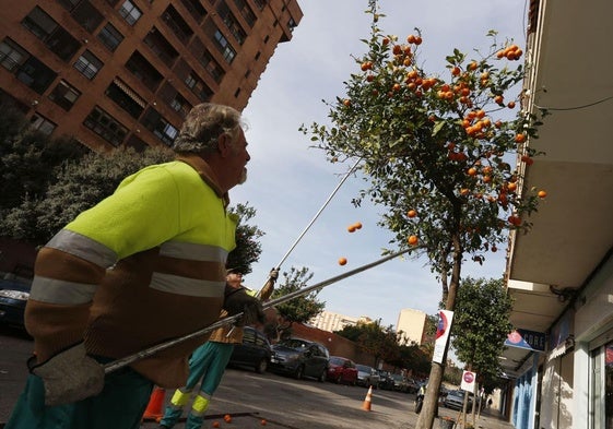 Recogida de naranjas en las calles de Valencia.