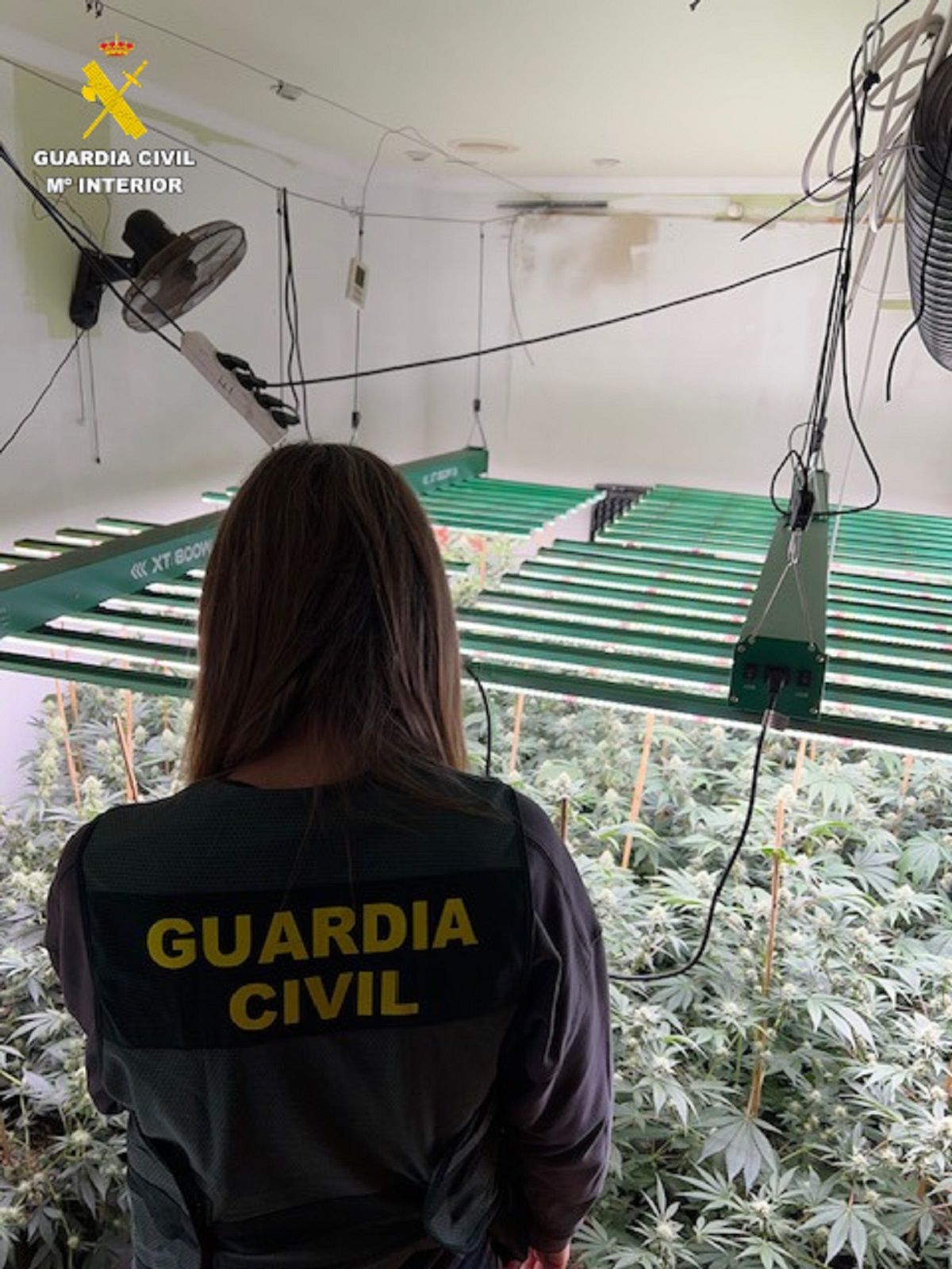 Una de las plantaciones halladas en el chalé.