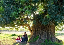 El presidente de la Plataforma por la Defensa de la Sierra de Chiva, Vicente Serena, junto a sus hijos bajo lel algarrobo premiado en 2023 como el mejor de España.