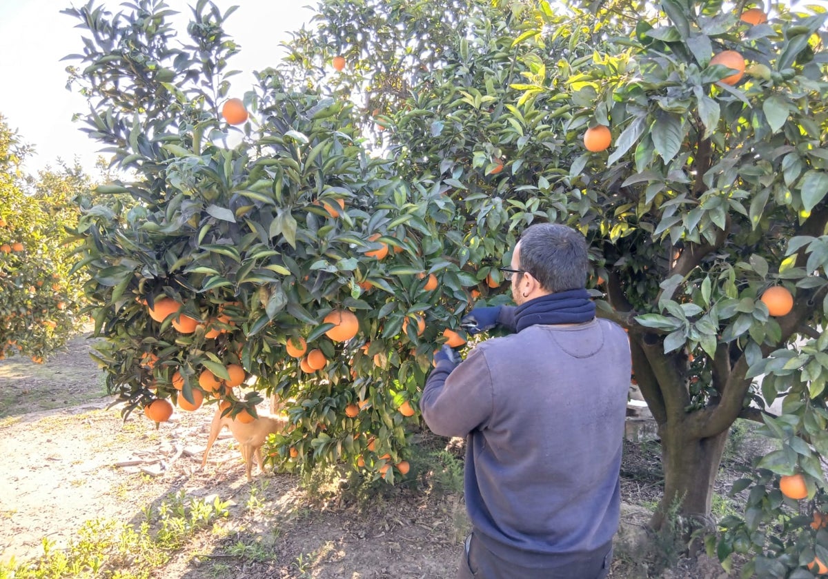 Más de 700 agricultores y ganaderos valencianos se quedan sin ayudas por la dana