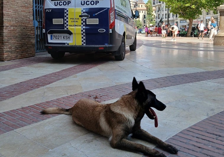 La perra antidroga de la Policía Local de Valencia que realizó el marcaje positivo.