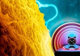 El gran mito sobre la fecundación que todos nos creímos