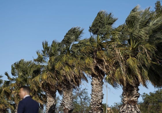 Varias palmeras azotadas por el viento en Valencia.