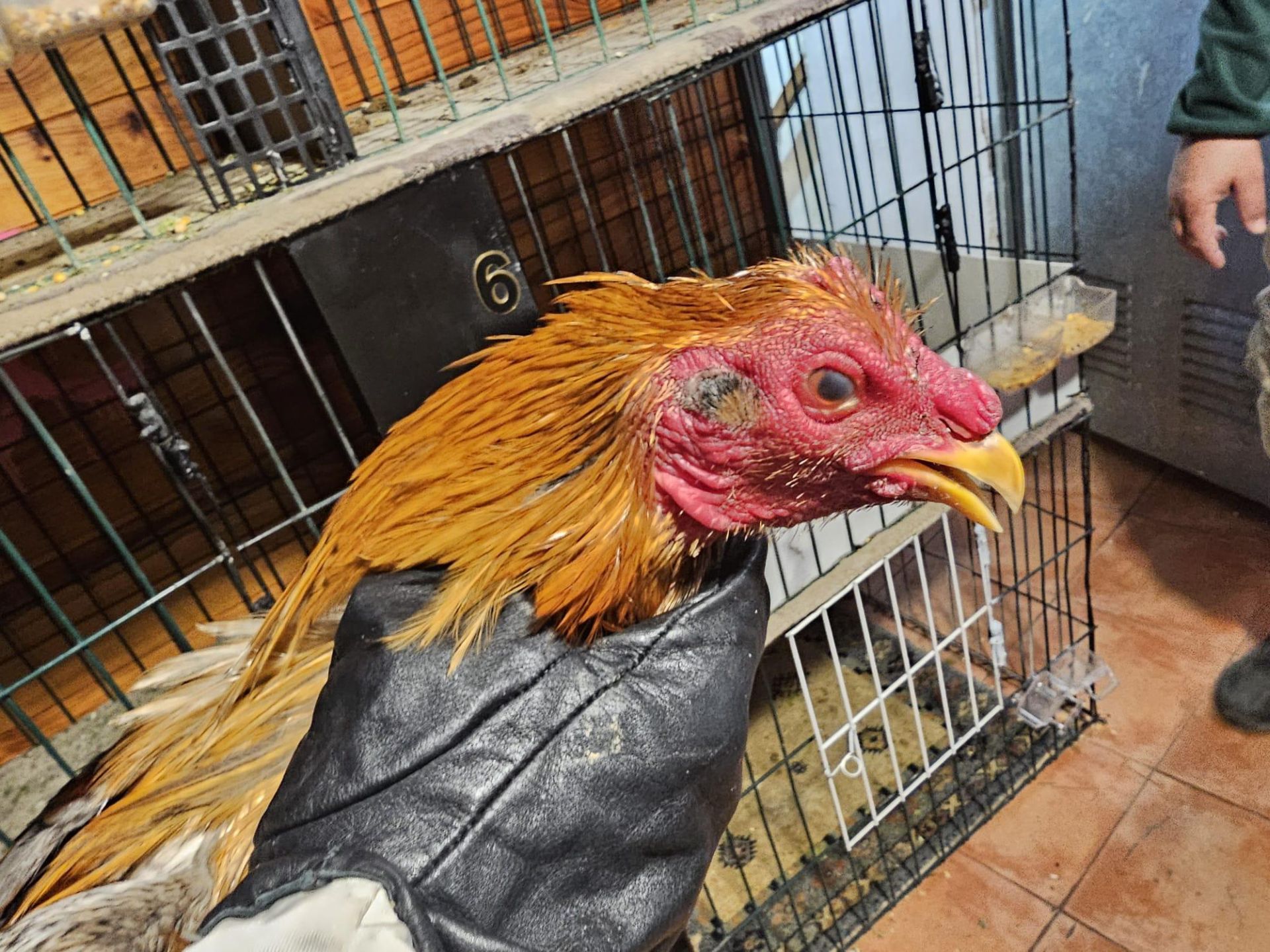 FOTOS | La Policía Local de Valencia localiza un criadero de gallos y perros de pelea