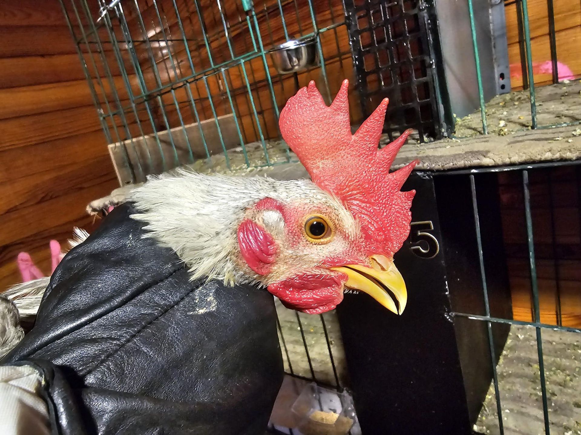 FOTOS | La Policía Local de Valencia localiza un criadero de gallos y perros de pelea