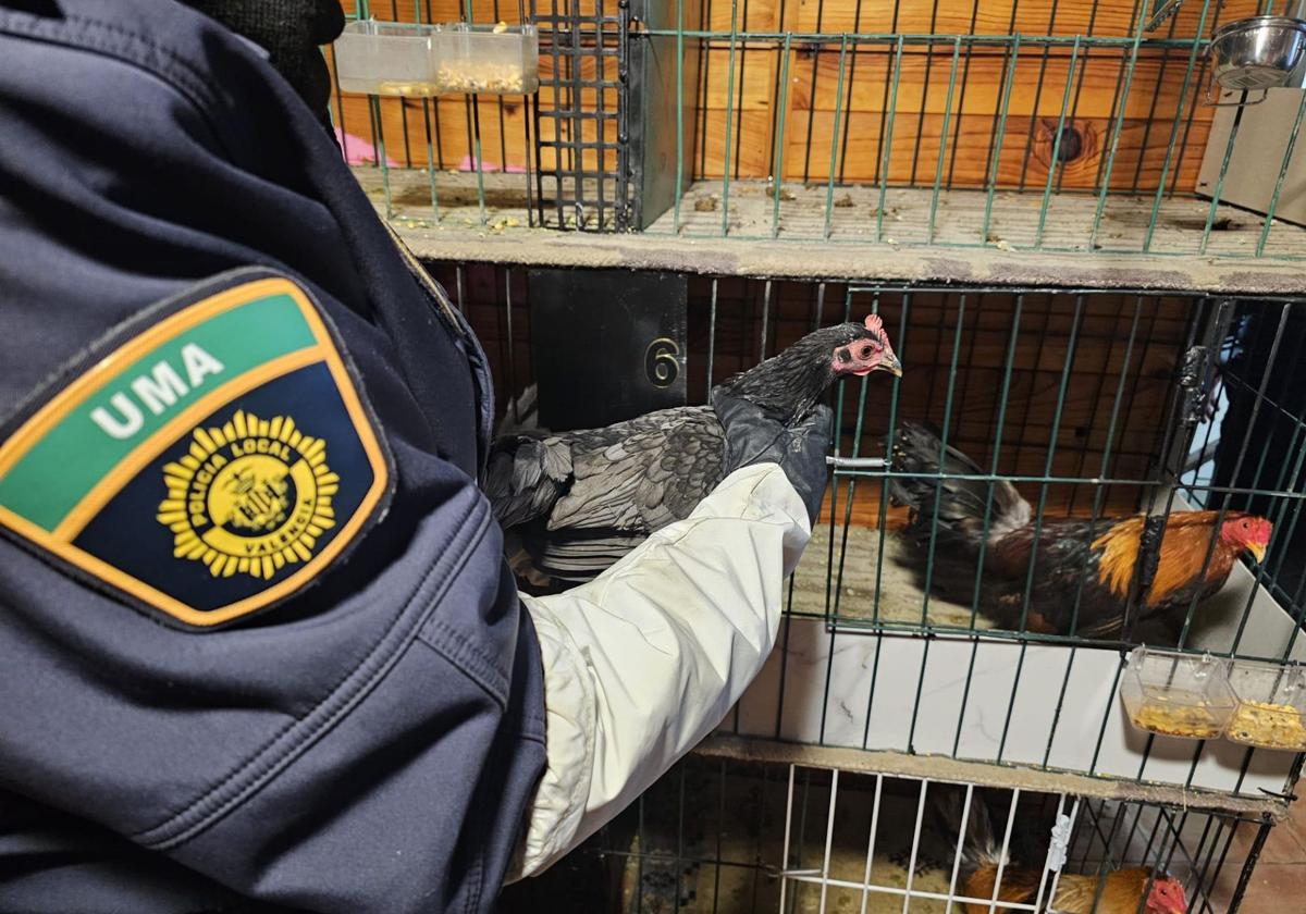 FOTOS | La Policía Local de Valencia localiza un criadero de gallos y perros de pelea