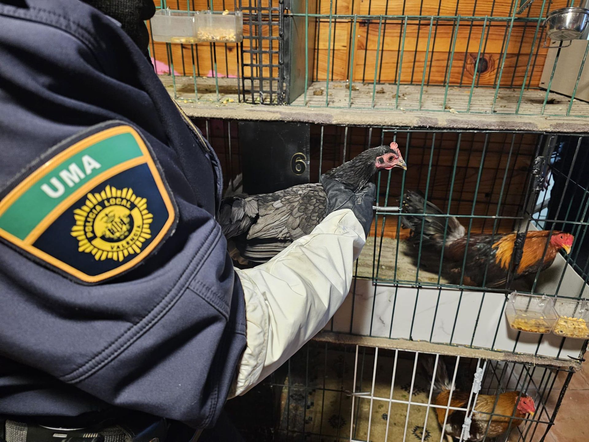 FOTOS | La Policía Local de Valencia localiza un criadero de gallos y perros de pelea