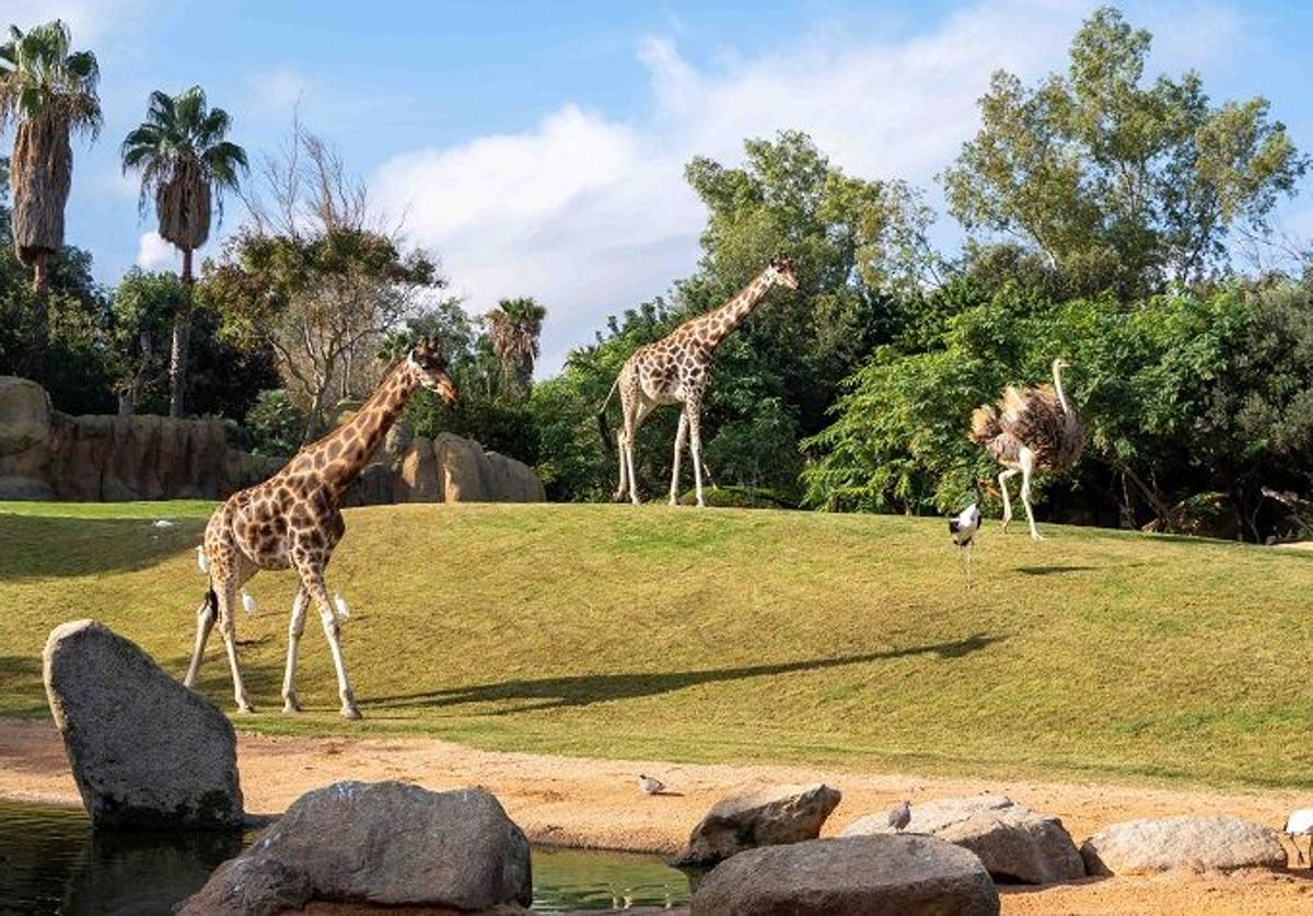 La promoción de BIOPARC para salvar al «animal más valenciano» por su 17º aniversario