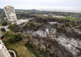 Vegetación calcinada por un incendio en El Saler.