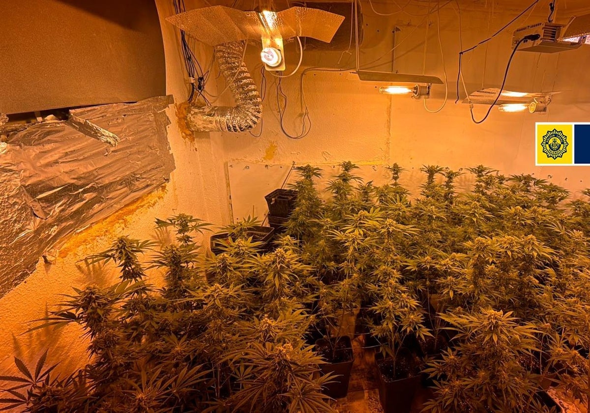 Interior de una casa del Cabanyal, con plantas de marihuana.