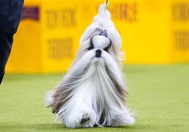 Los mejores perros de raza se dan cita en el Madison Square Garden