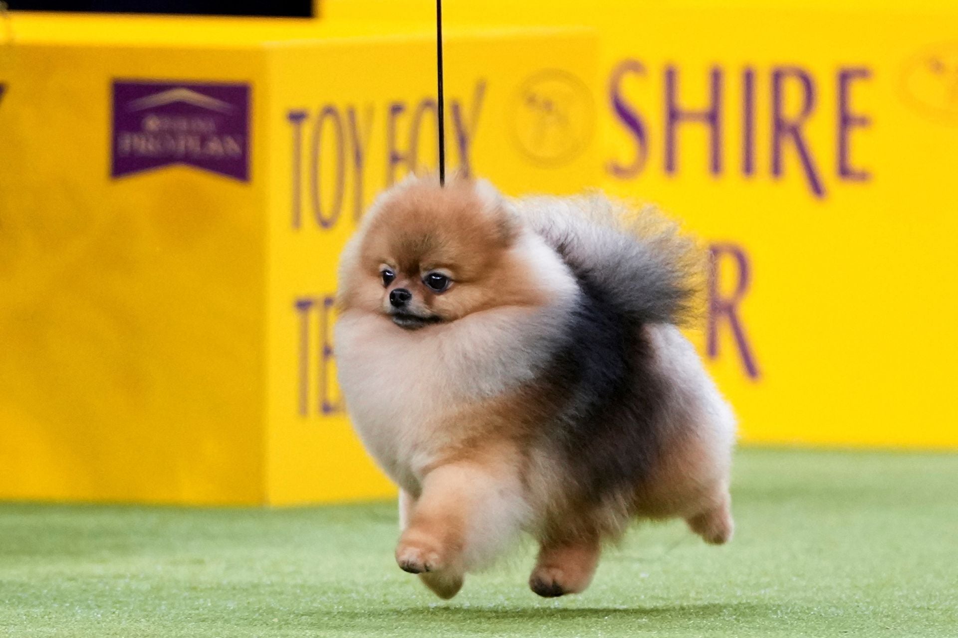 Los mejores perros de raza se dan cita en el Madison Square Garden