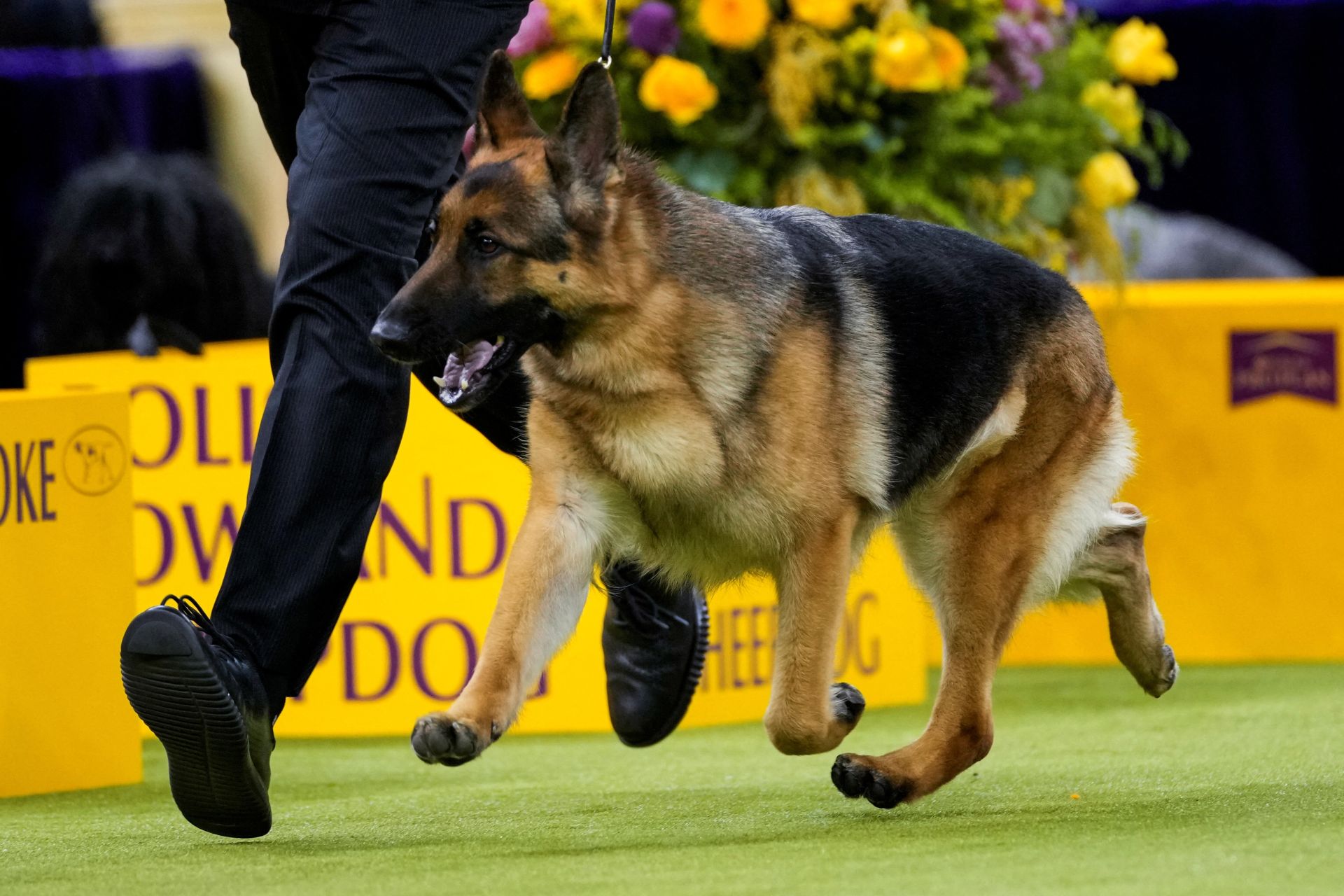 Los mejores perros de raza se dan cita en el Madison Square Garden