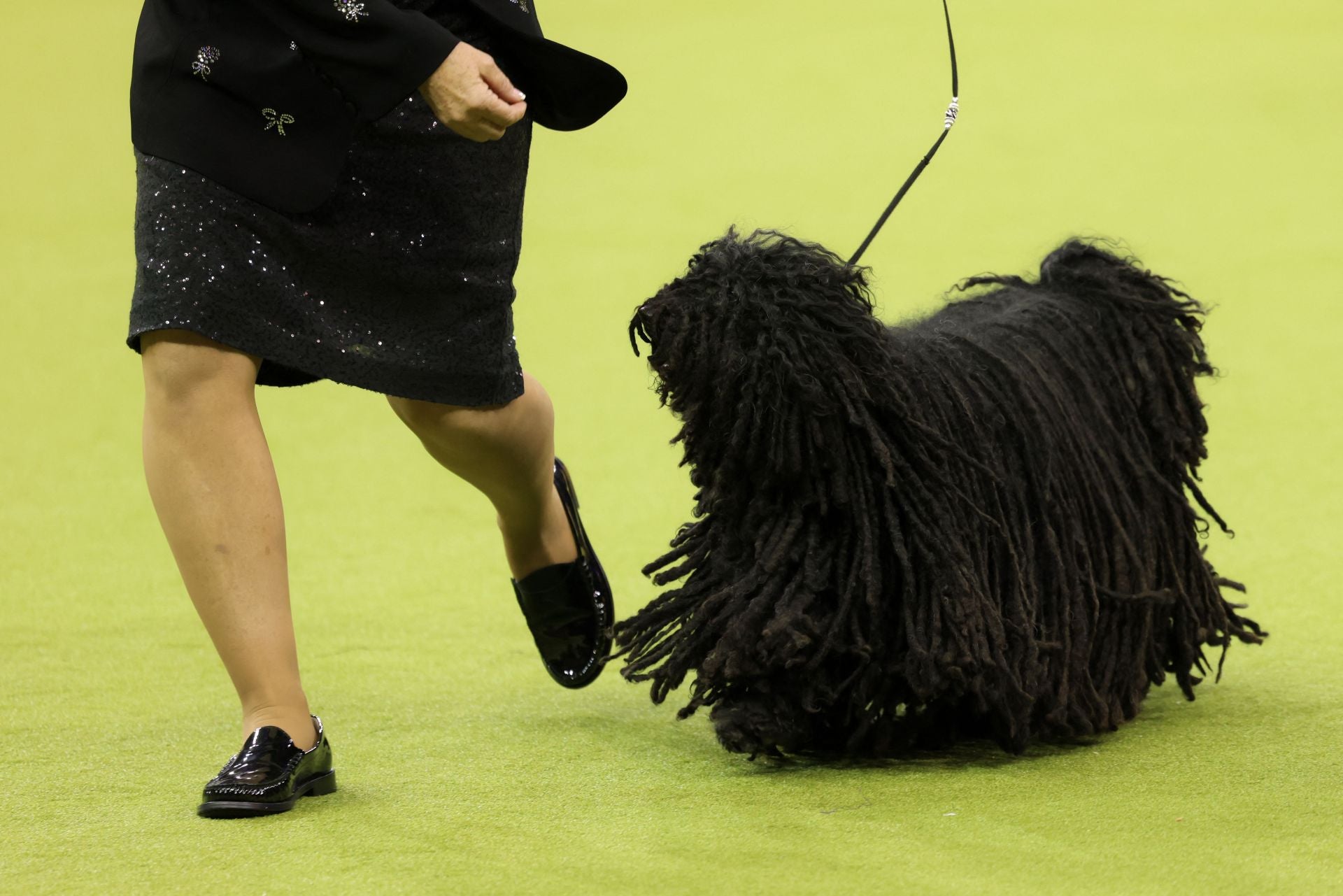 Los mejores perros de raza se dan cita en el Madison Square Garden